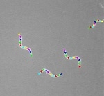 ɳ��ʪ�η�¬���եȥ�������Wriggle Tracker��